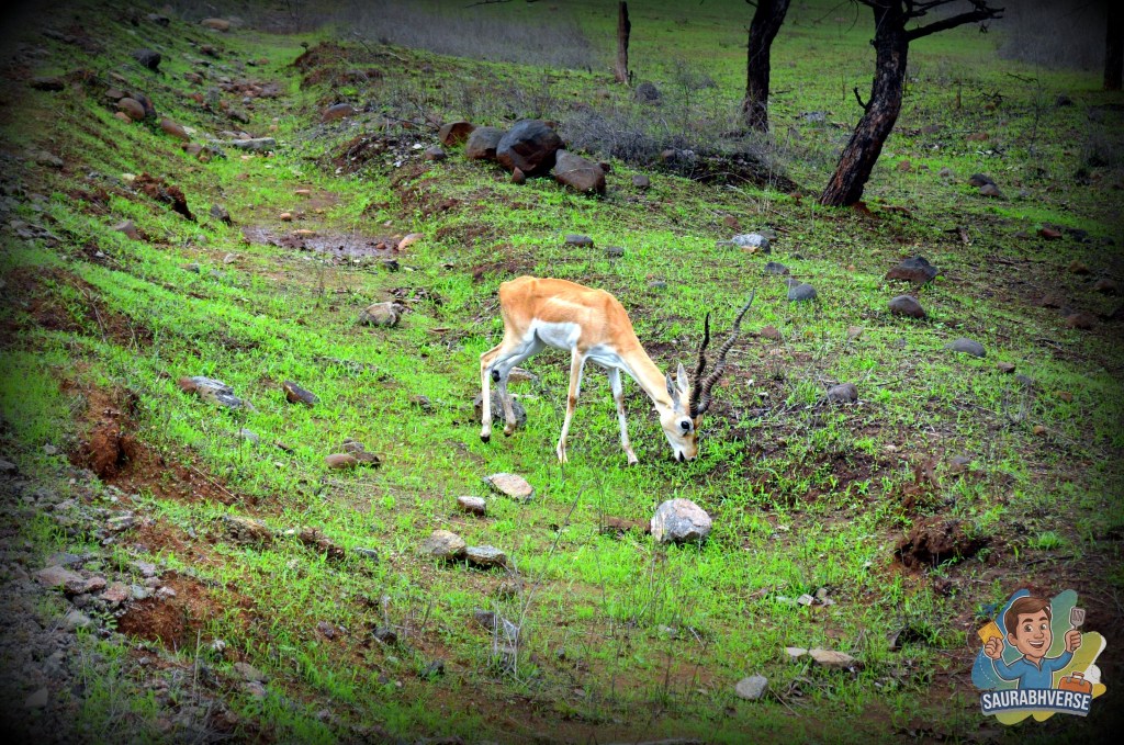 A young deer grazing on lush green grass in a natural landscape, with some rocks and trees in the background.
