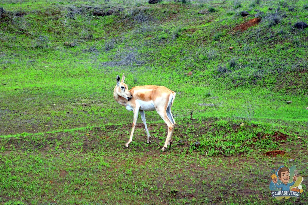 A solitary gazelle standing on green grass, grazing peacefully in a natural setting.