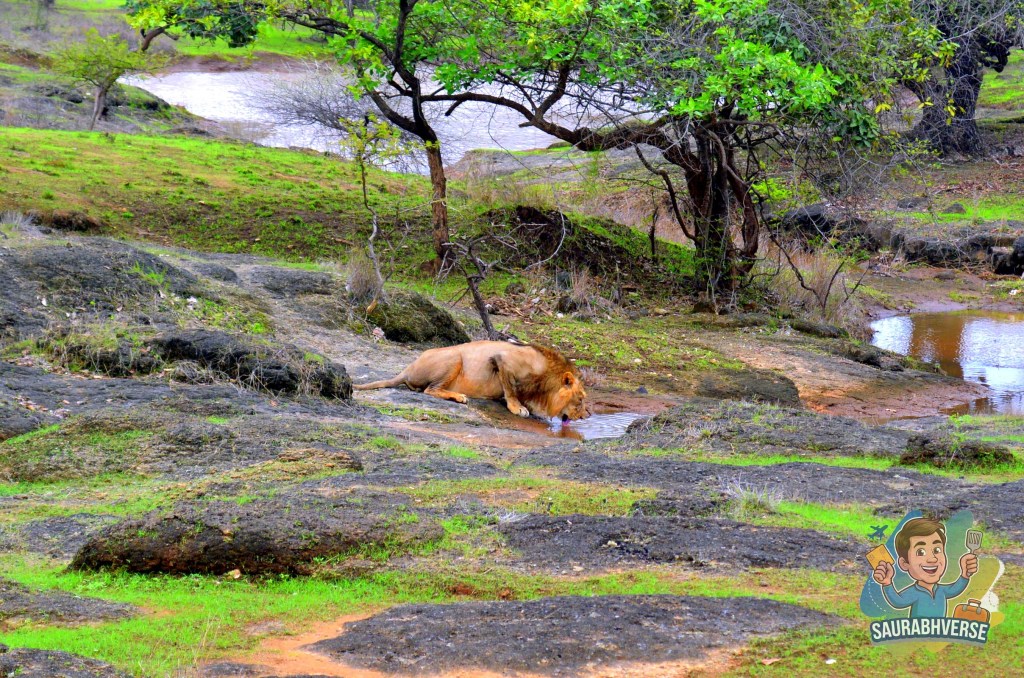 A majestic Asiatic lion drinking water by a rocky area in Gir National Park, surrounded by lush green vegetation.