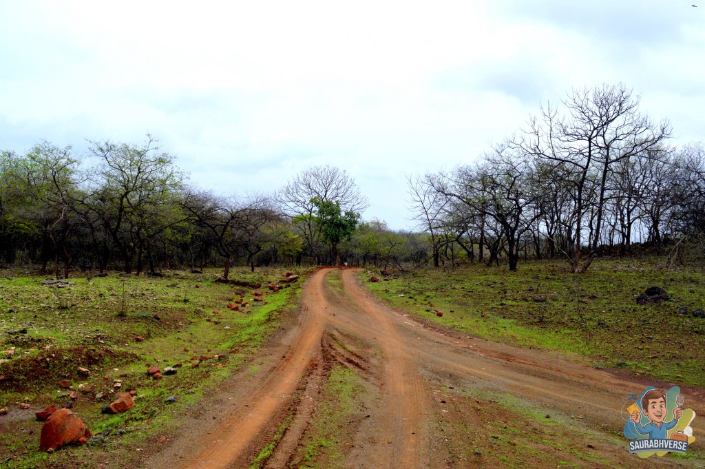 A dirt road winding through a forested area with sparse trees and rocky ground under cloudy skies.