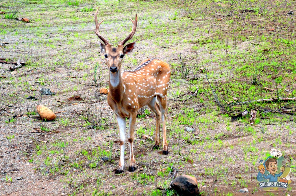 A close-up of a spotted deer standing in a grassy area with rocks in the background.